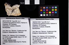 Foto (Objket + Etiketten) von Culmenformosa glaessneri (Robins, Feldmann & Schweitzer, 2013) 